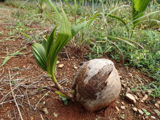 The origin of life - the emergence of a coconut
