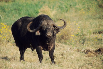 A male of Cape Buffalo (Syncerus caffer) in Maasai Mara Game Reserve, Kenya.