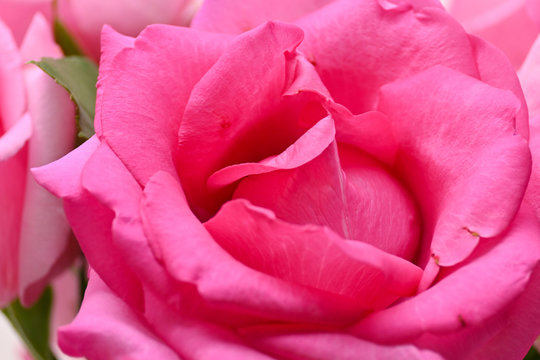 pink rose flower with wrinkle wilt petal, image used for skin care of beauty concept