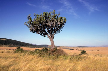 A succulent (Euphorbia sp) in Maasai Mara Game Reserve, Kenya.