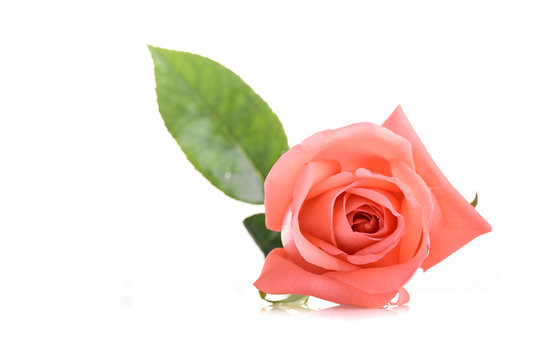 beauty orange rose flower isolated on white background