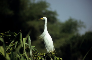 Median Egret (Mesophoyx intermedia) in Ranganthittoo Bird Sanctuary, Karnataka.