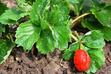 Red Strawberry with green leaves grows in the garden on soil. eco-products in farm. Organic. Vegetarian. Health life.