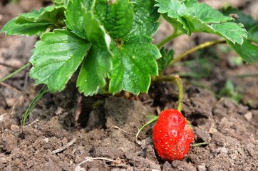 Red Strawberry with green leaves grows in the garden on soil. eco-products in farm. Organic. Vegetarian. Health life.