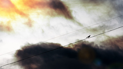 Magpie on a wire against a dramatic sky