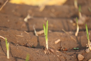 close up of A gaelic green or white plant and root with plant shadow in agriculture field,