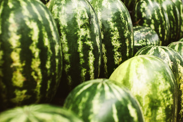 Row of ripe watermelons on a seasonal street farmer market