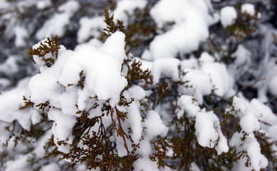 Christmas evergreen spruce tree with fresh snow on white. Selective focus