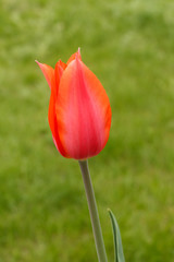 Tulip growing in a garden with green grass on the background.