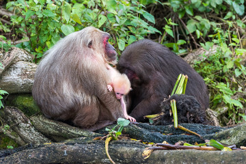 Makakenfamilie mit Jungem auf der Isla de los Monos im Catemaco See