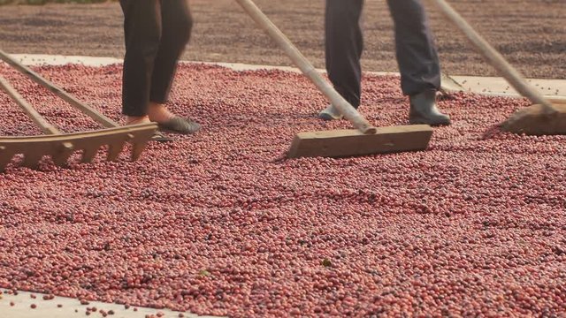 Coffee farmers diligently cultivate and harvest coffee. After the meticulous process, the coffee cherries are dried