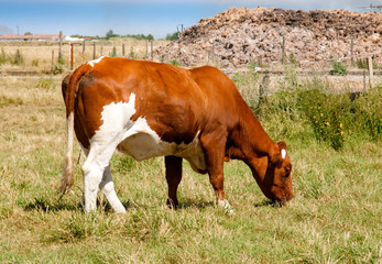 Fototapeta na wymiar Vache race montbéliarde