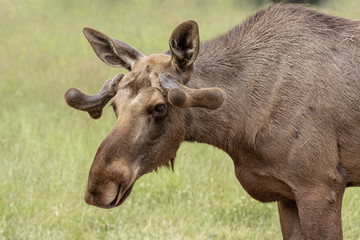 Close up of a young bull moose with small horns