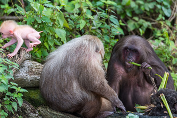 Makaken auf der Isla de los Monos im Catemaco See