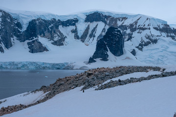 Crowded gentoo penguin breeding colonies (rookeries) on rocky outcrops surrounded by stunning icy landscapes, Graham Land, Antarctic Peninsula