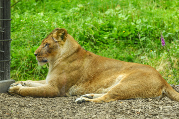 A female African lion lying on the ground at the zoo.