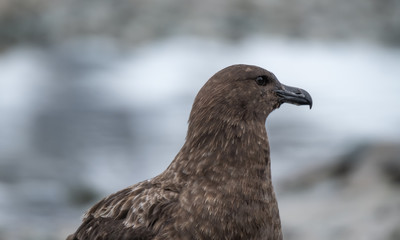 Great Skua waiting for a chance to steal a penguin egg or chick, Ronge Island (also Curville Island, Errera Channel, Antarctica.