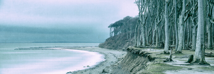 Panoramic Seascape in Winter, coastal forest of bizarre beech trees by the Baltic Sea, Germany