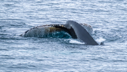 Fototapeta premium Close encounter with a group of humpabck whales in the waters off the west coast of Graham Land in the Antarctic Peninsula, Antarctica.