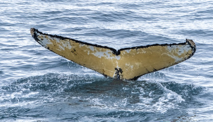 Fototapeta premium Close encounter with a group of humpabck whales in the waters off the west coast of Graham Land in the Antarctic Peninsula, Antarctica.
