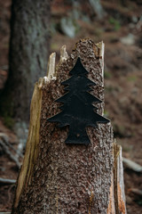Memorial of a Fallen tree