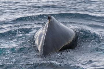 Close encounter with a group of humpabck whales in the waters off the west coast of Graham Land in...