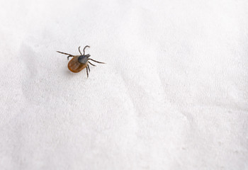 A tick in close-up on a white towel