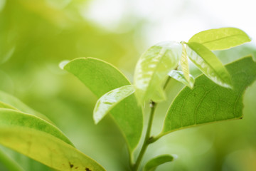 close-up natural view of green leaves on a beautiful green background