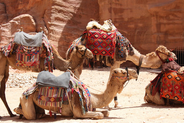 camels