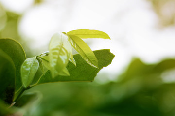 close-up natural view of green leaves on a beautiful green background