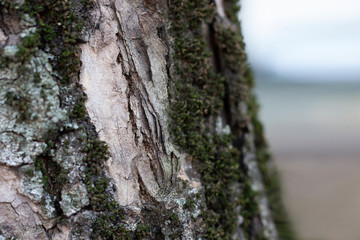 Bark Texture, Tree Trunk, Woodland Texture with Moss