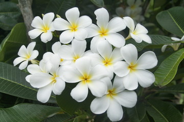 Plumeria obtusa, White Frangipani, Singapore frangipani has beautiful white flowers with yellow centers.