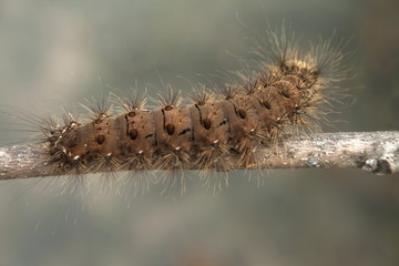 Brown Caterpillar.