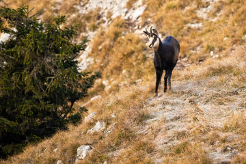 Cute tatra chamois, rupicapra rupicapra tatrica, observing the surroundings of the high mountains. Solitary european chamois with small horns in its natural alpine habitat. Concept of solitude.