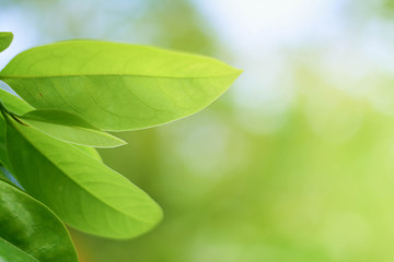 Closeup nature view of green leaf on blurred greenery background in garden with copy space using as background natural green plants landscape, ecology, fresh wallpaper concept.