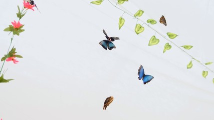 Butterflies fly in an artificial garden on a white background. Copy space