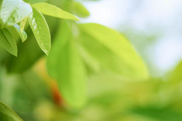 Fototapeta premium close-up natural view of green leaves on a blurred green background in the garden, with a copying area used as a beautiful green natural plant background.