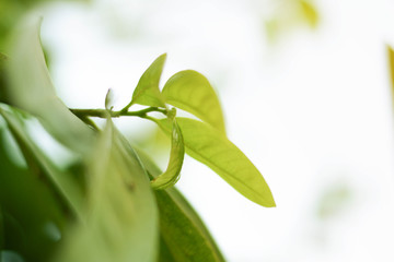 Close-up natural view of green leaves on a blurred green background in the garden, ready to be used as a beautiful natural green plant background.