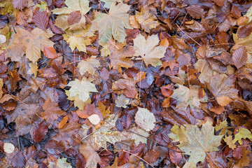 Close view of wet fallen leaves cover a forest floor in the Autumn