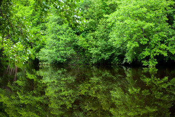 Green trees on the Bank are reflected in the river