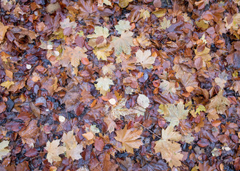 Wet fallen leaves cover a forest floor in the Autumn
