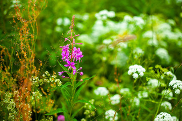 Multicolored wild flowers in the field close-up
