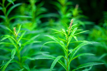 Wild flowers in the field close-up