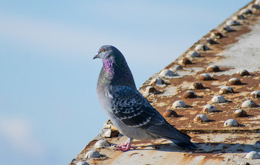 A beautiful pigeon- dove sits on a metal bridge and looks at the photographer. The dove looks towards the camera. Beautiful blue sky.