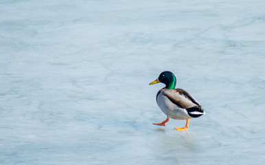 Waterbirds in winter. A duck goes on the ice of frozen river