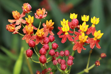 Obraz na płótnie Canvas Asclepias curassavica, Scarlet Milkweed, Bloodflower, Silkweed, Indian root flowers. Maharashtra, India
