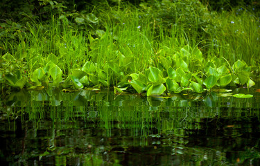 Green trees on the Bank are reflected in the river