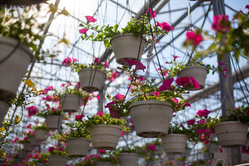 Red flowers in pots under the roof of the greenhouse