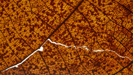 Background of close up view the dry leaf