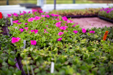 Red Petunia flowers in the greenhouse